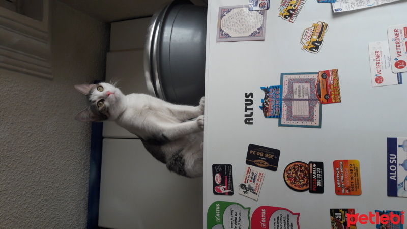 Tekir Kedi, Kedi  Zeytin fotoğrafı