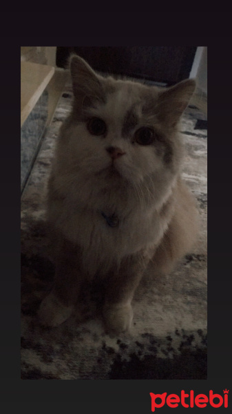 British Shorthair, Kedi  Paşa fotoğrafı