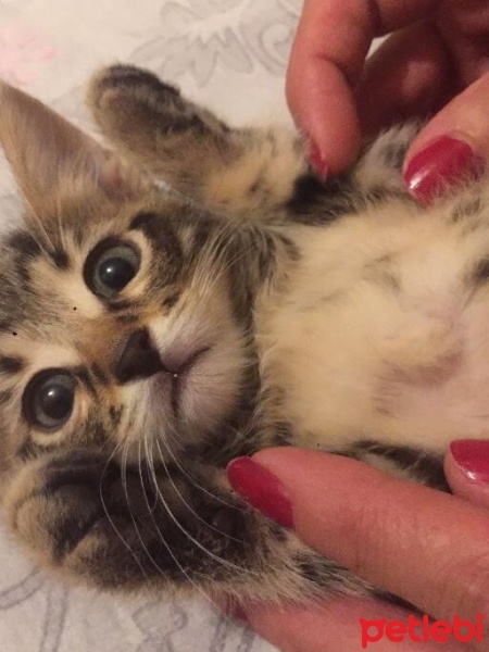 Bombay, Kedi  Şans fotoğrafı