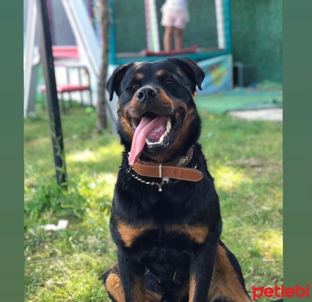 Rottweiler, Köpek  Pablo fotoğrafı