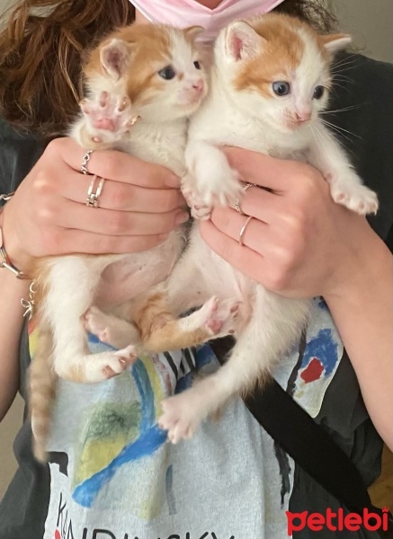 Tekir Kedi, Kedi  Minnoşlar fotoğrafı