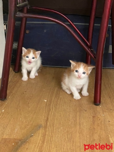 Tekir Kedi, Kedi  Minnoşlar fotoğrafı