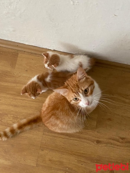 Tekir Kedi, Kedi  Minnoşlar fotoğrafı