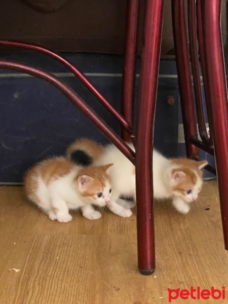 Tekir Kedi, Kedi  Minnoşlar fotoğrafı