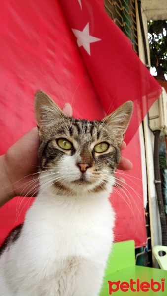 Tekir Kedi, Kedi  Minnoş fotoğrafı