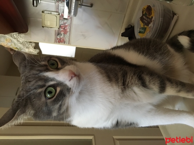 Tekir Kedi, Kedi  Cesur fotoğrafı