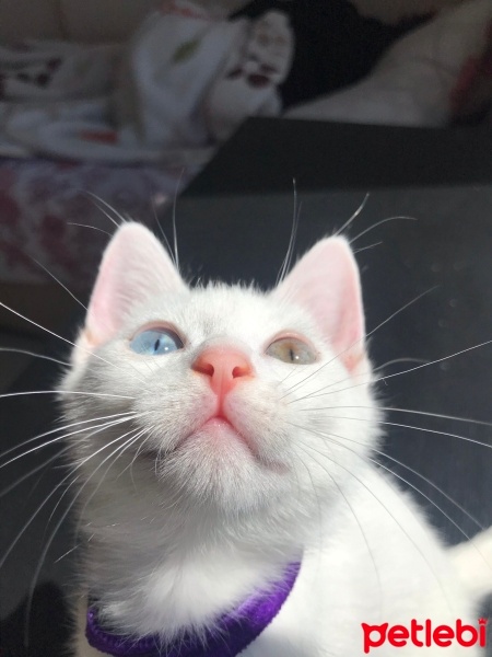 Van Kedisi, Kedi  Hera fotoğrafı
