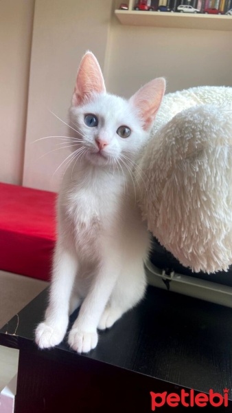 Van Kedisi, Kedi  Hera fotoğrafı