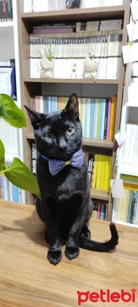 Tekir Kedi, Kedi  Pamuk fotoğrafı