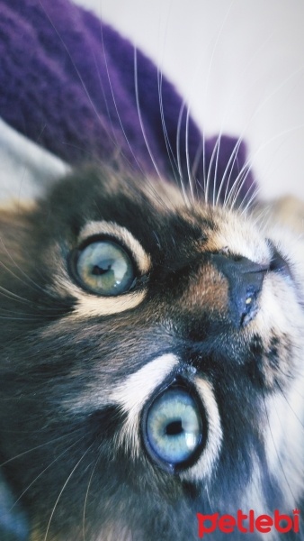 Tekir Kedi, Kedi  Misket fotoğrafı