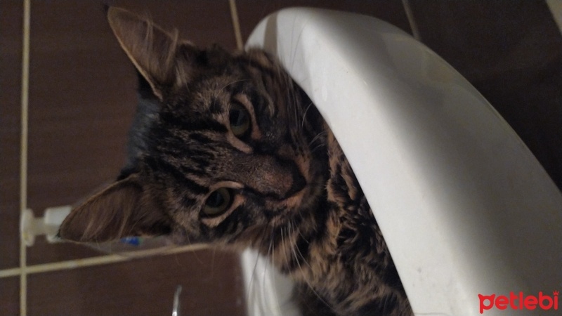 Tekir Kedi, Kedi  Misket fotoğrafı