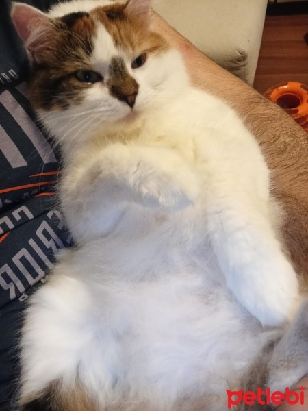 Tekir Kedi, Kedi  Defne fotoğrafı