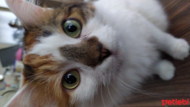 Tekir Kedi, Kedi  Defne fotoğrafı