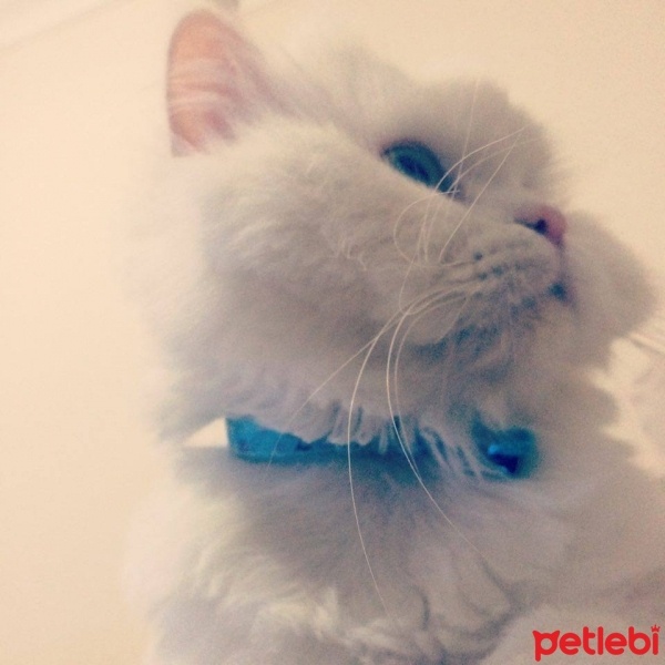 İran Kedisi (Persian), Kedi  paşa fotoğrafı
