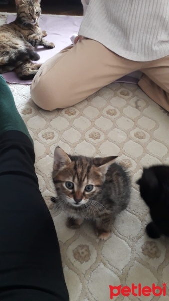 Tekir Kedi, Kedi  Tekir fotoğrafı