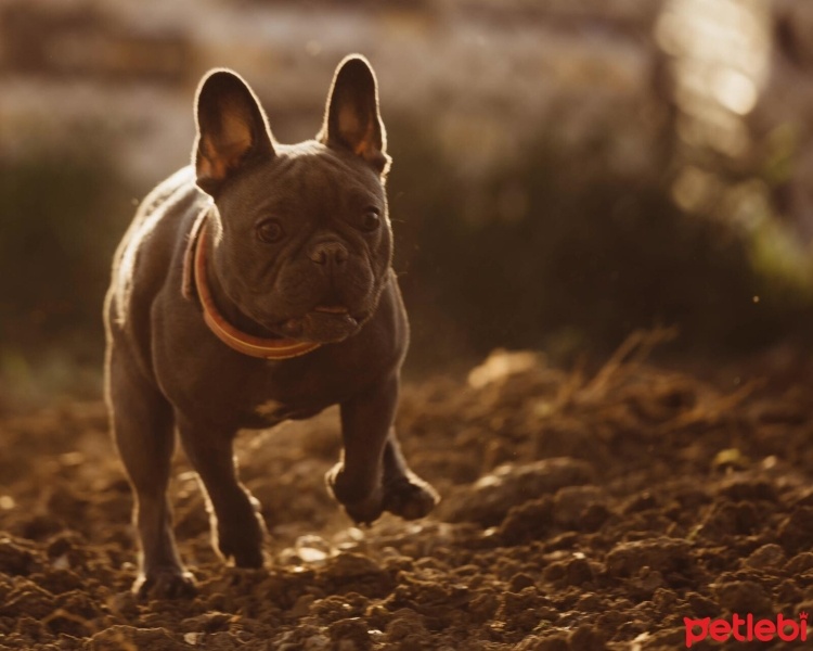 Fransız Bulldog, Köpek  Reina fotoğrafı