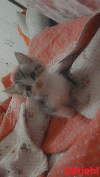 Tekir Kedi, Kedi  Şans fotoğrafı