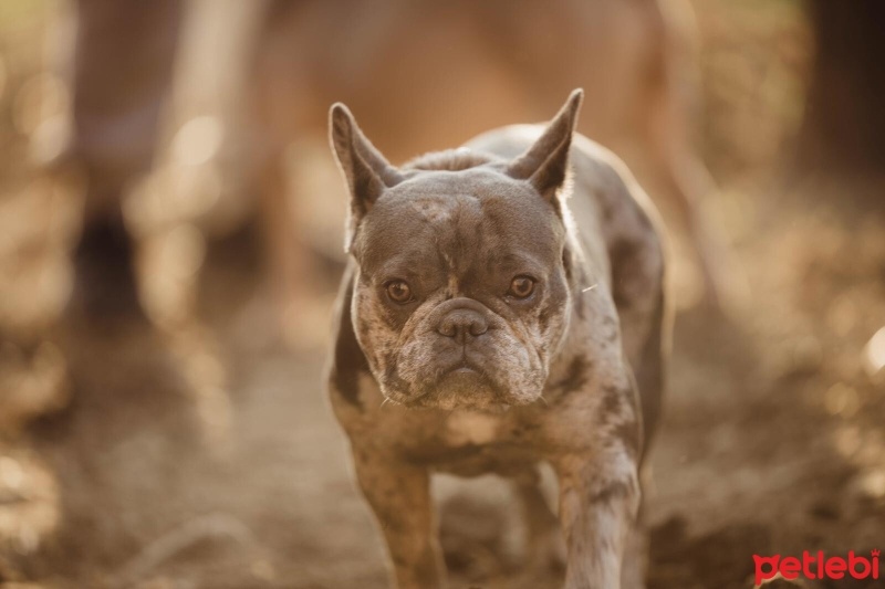 Fransız Bulldog, Köpek  Zeyna fotoğrafı