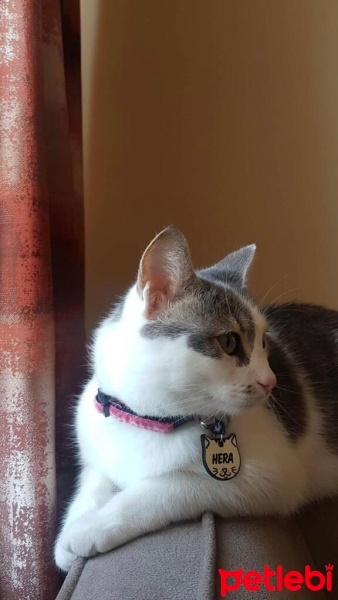 Tekir Kedi, Kedi  Hera fotoğrafı