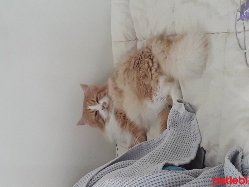 İran Kedisi (Persian), Kedi  mia fotoğrafı