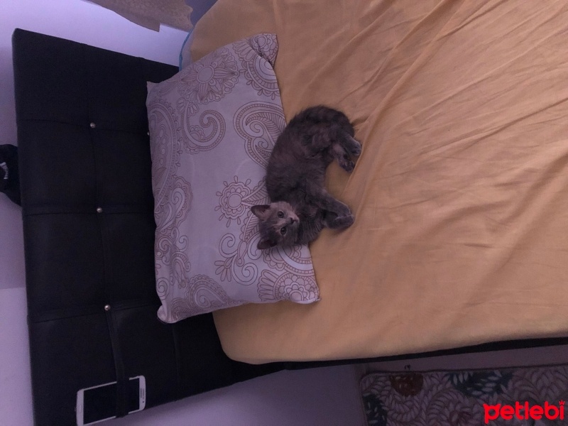 Mavi Rus, Kedi  Şanslı fotoğrafı