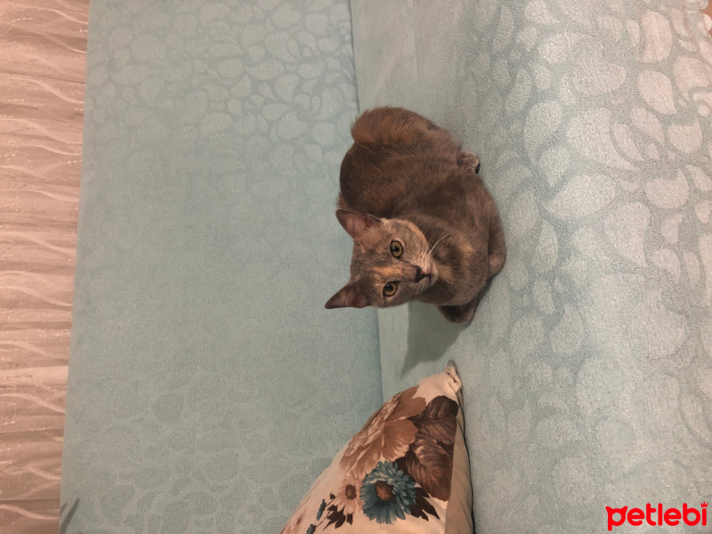 Mavi Rus, Kedi  Şanslı fotoğrafı