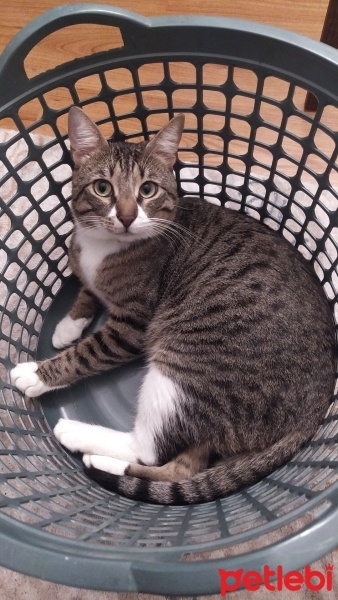 Tekir Kedi, Kedi  Soya fotoğrafı