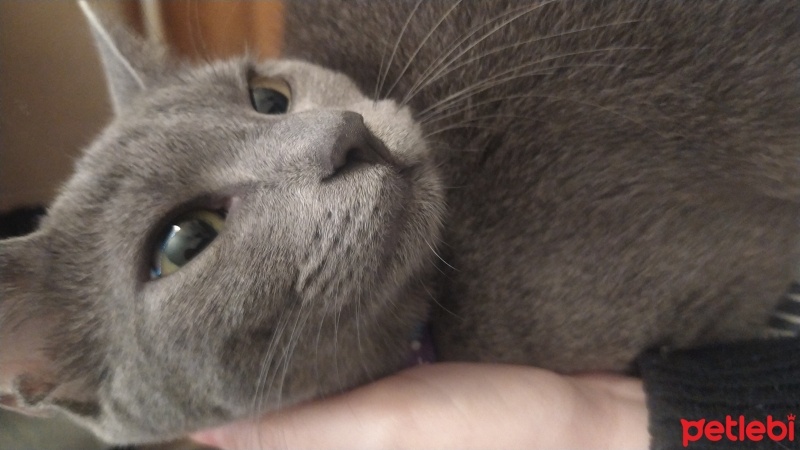 Mavi Rus, Kedi  Tofu fotoğrafı