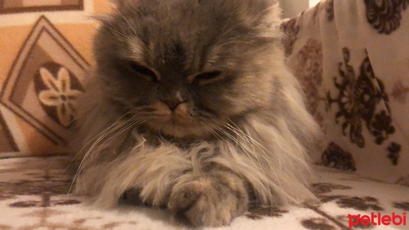 Chinchilla, Kedi  Şila fotoğrafı