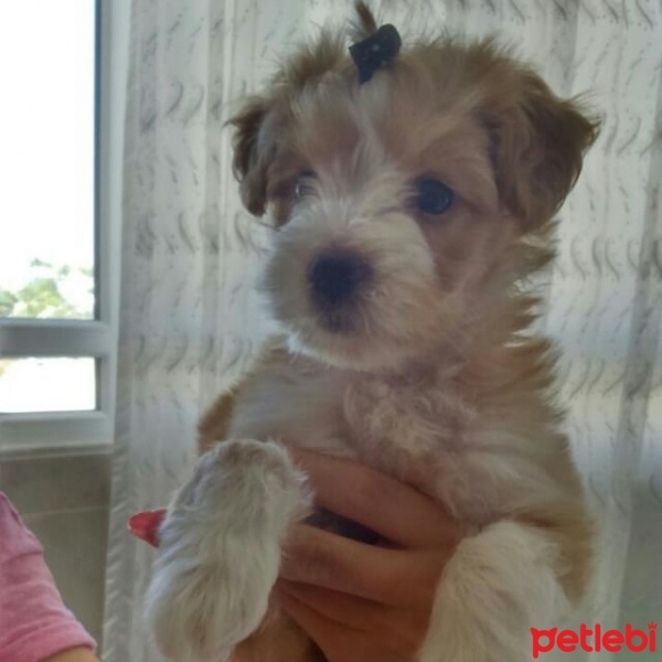 Maltese, Köpek  Çilek  fotoğrafı