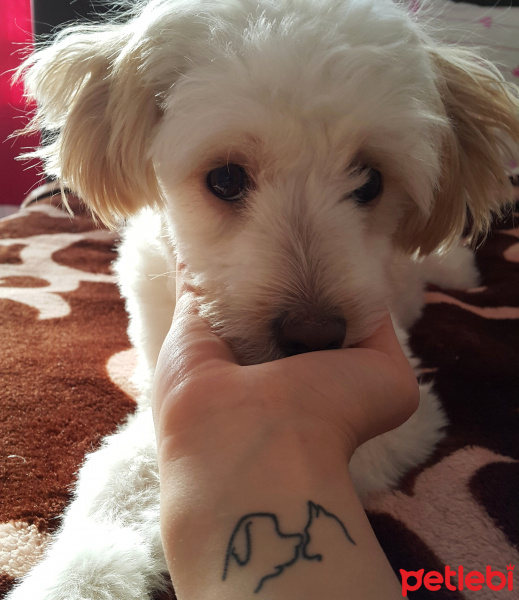 Maltese, Köpek  Çilek  fotoğrafı