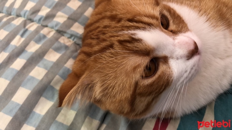 Sarman, Kedi  Papi( Sarı Kafa) fotoğrafı