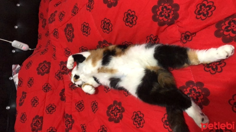 Tekir Kedi, Kedi  Roza(Rozi) fotoğrafı