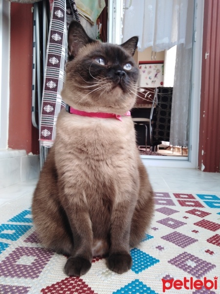 Siyam Kedisi, Kedi  Karamel fotoğrafı