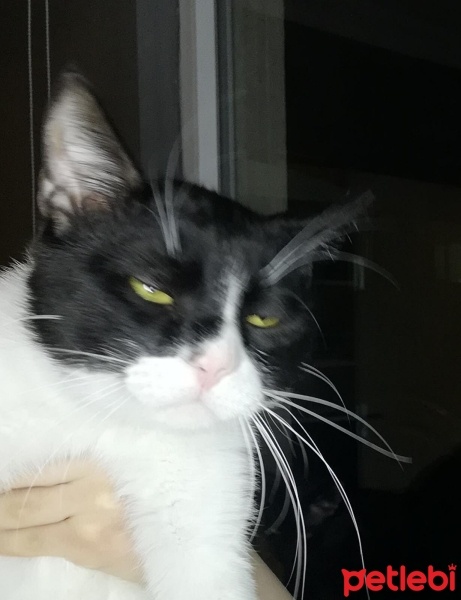 Tekir Kedi, Kedi  Müezza fotoğrafı