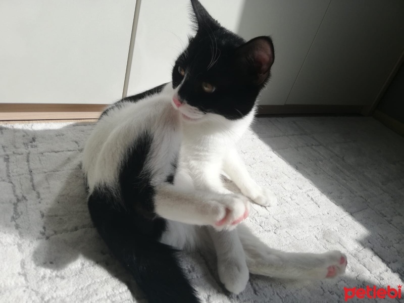 Tekir Kedi, Kedi  Müezza fotoğrafı