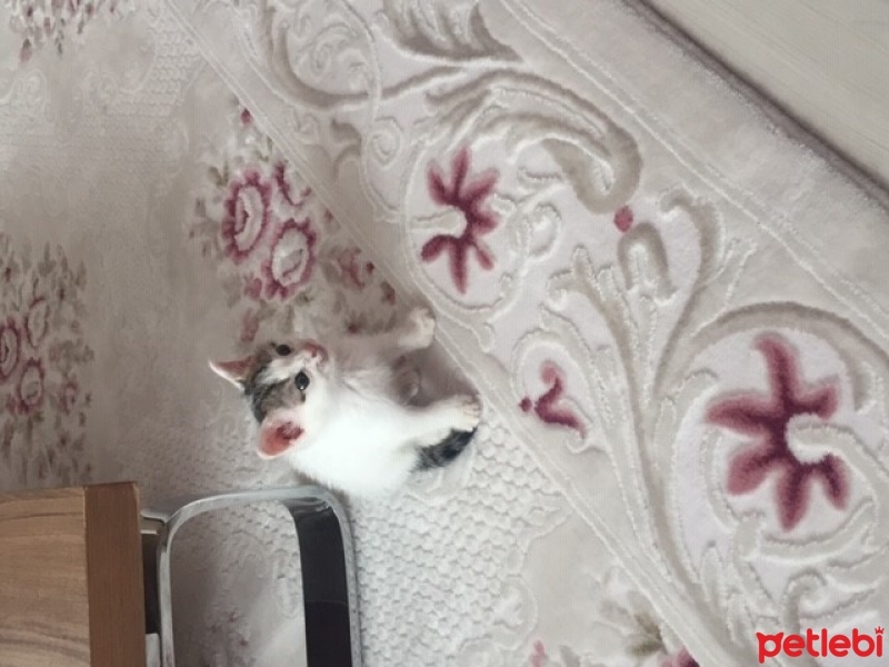 Tekir Kedi, Kedi  pati fotoğrafı