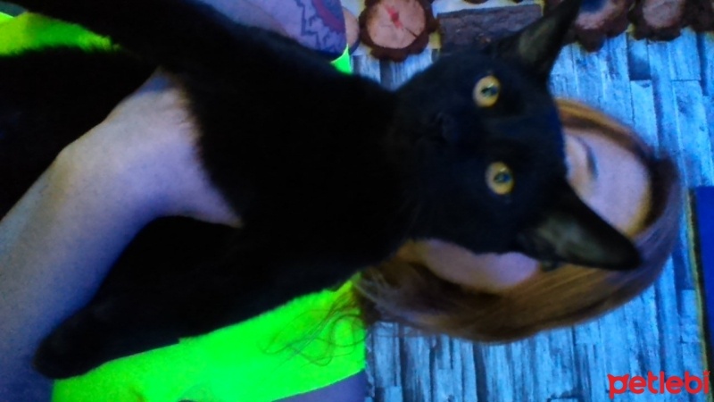 Tekir Kedi, Kedi  Zeytin fotoğrafı