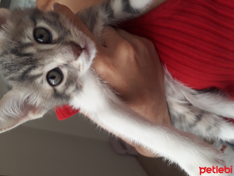 Tekir Kedi, Kedi  Suga fotoğrafı