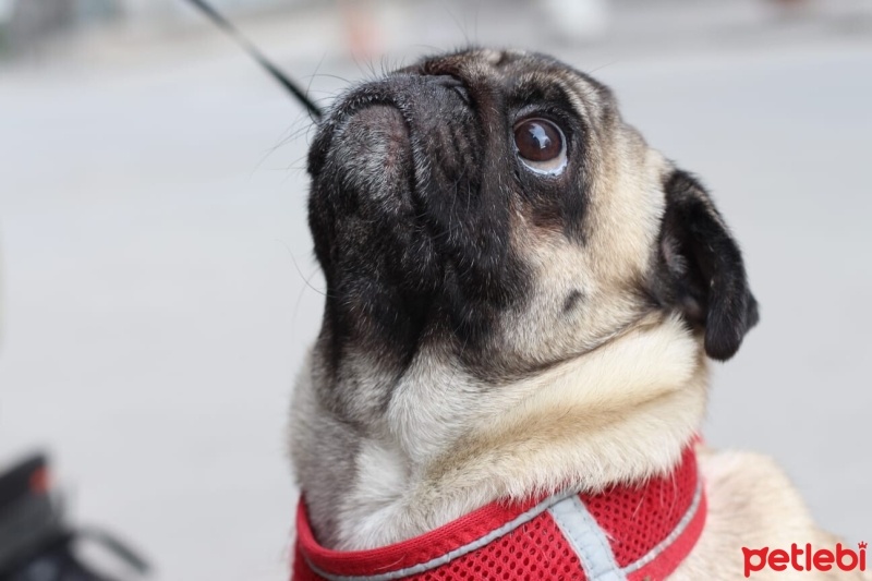 Pug, Köpek  şila fotoğrafı