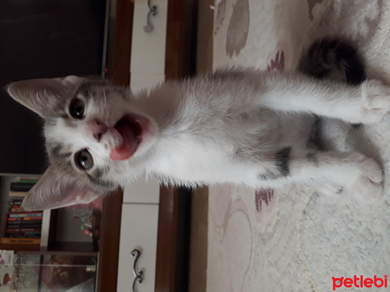 Tekir Kedi, Kedi  Twity fotoğrafı