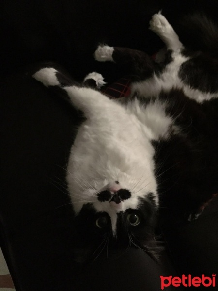 Norwegian Forest, Kedi  Biyik fotoğrafı