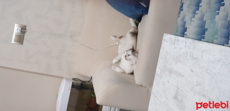 Tekir Kedi, Kedi  Pamuk fotoğrafı