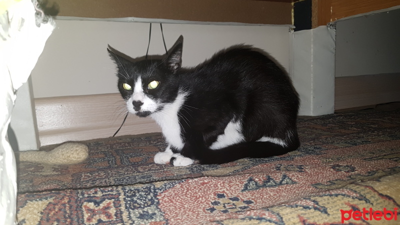 Soke, Kedi  Fıstık fotoğrafı