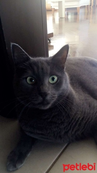 Mavi Rus, Kedi  Taci fotoğrafı