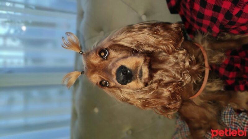 İngiliz Cocker Spaniel, Köpek  LUCY fotoğrafı