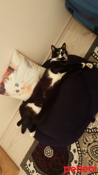 Egyptian Maular, Kedi  Gece fotoğrafı