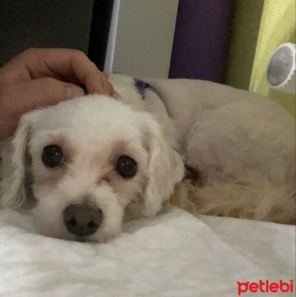 Maltese, Köpek  Lily fotoğrafı