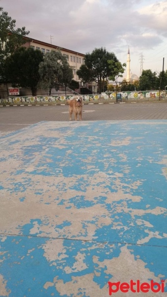 Golden Retriever, Köpek  Poyraz fotoğrafı