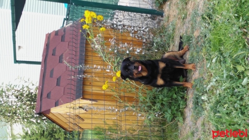 Rottweiler, Köpek  Maya fotoğrafı